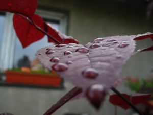 Poruszające świadectwo nawróconego muzułmanina